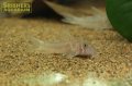 コリドラス　ホワイトヴィクトリア