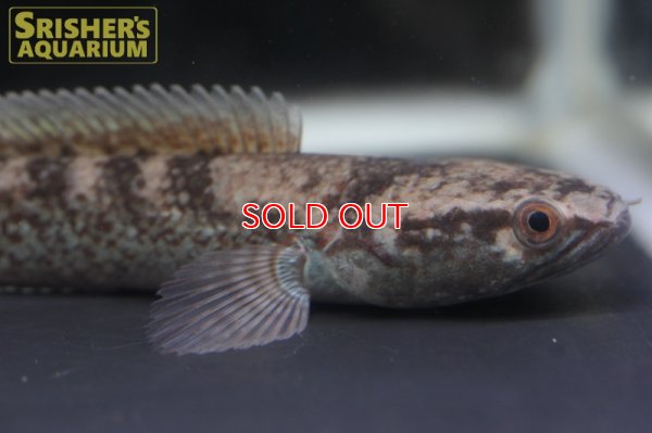 画像6: エメラルドスネークヘッド - Channa sp.ガロ