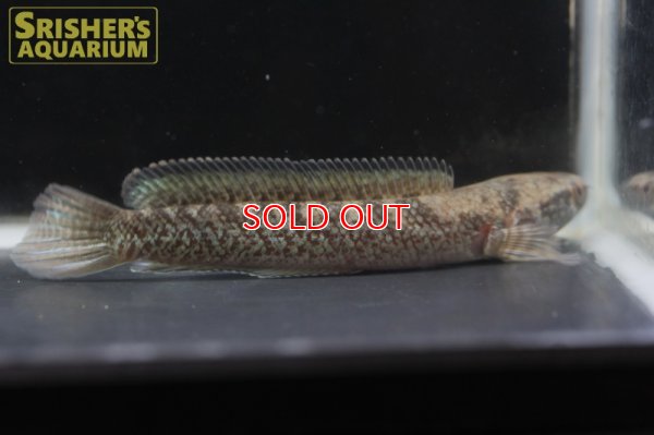 画像3: エメラルドスネークヘッド - Channa sp.ガロ