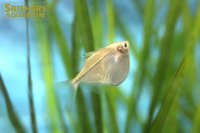 シルバーハチェット　WILD