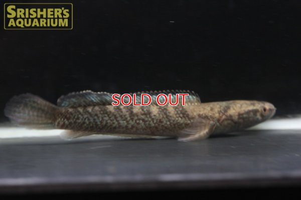 画像5: エメラルドスネークヘッド - Channa sp.ガロ