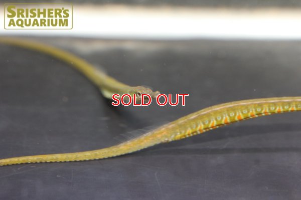 画像4: レインボーパイプフィッシュ