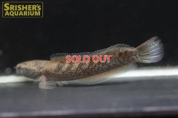 画像4: エメラルドスネークヘッド - Channa sp.ガロ