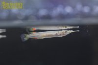 デルモゲニー WILD