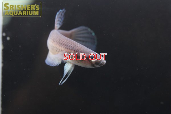 画像7: ベタ　オセラータ MALINAU（ペア）