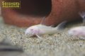 コリドラス　アルビノパレアタス