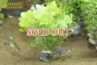 水草 西洋アンブリア 鉛巻