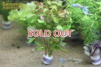 水草 ルドウィジア ナタンス（５本）