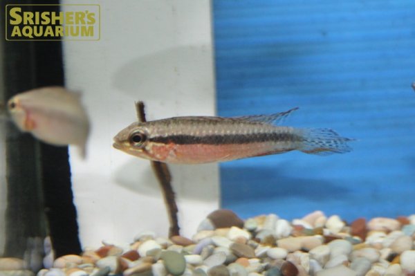 画像3: アピストグラマ　エリザベサエ　スーパーレッド（ブリード)