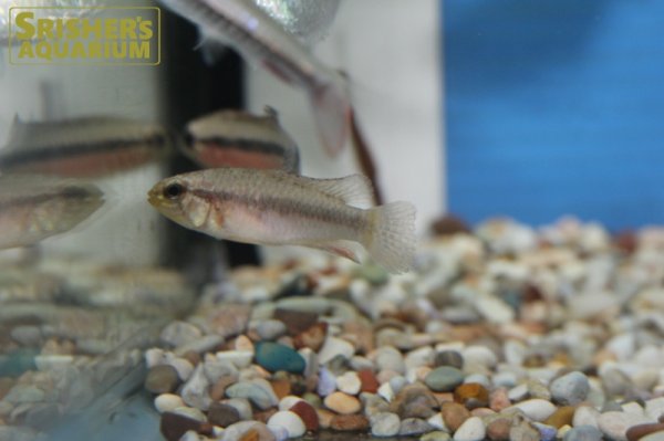 画像5: アピストグラマ　エリザベサエ　スーパーレッド（ブリード)