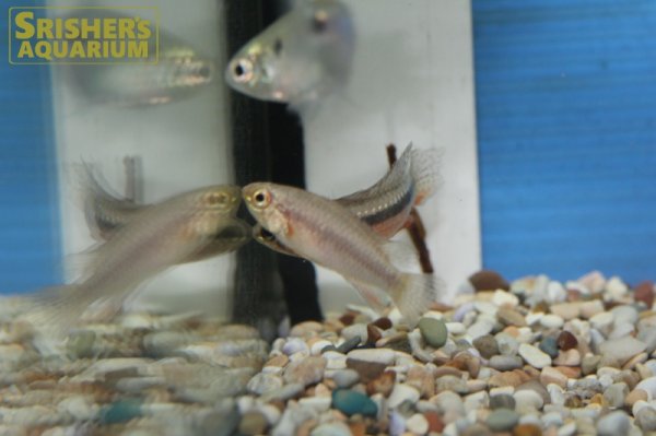 画像2: アピストグラマ　エリザベサエ　スーパーレッド（ブリード)