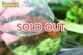 水草 ワインレッドモス (１袋)