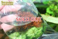 水草 ワインレッドモス (１袋)