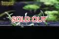 水草 ルドウイジア インクリナータ キューバ 班入り（１本）