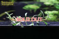 水草 ルドウイジア インクリナータ キューバ 班入り（１本）