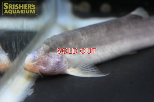 画像5: ボルネオブラインドケーブローチ