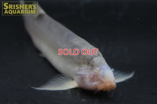 画像4: ボルネオブラインドケーブローチ