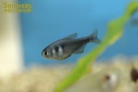 コバルトグリエミィテトラ