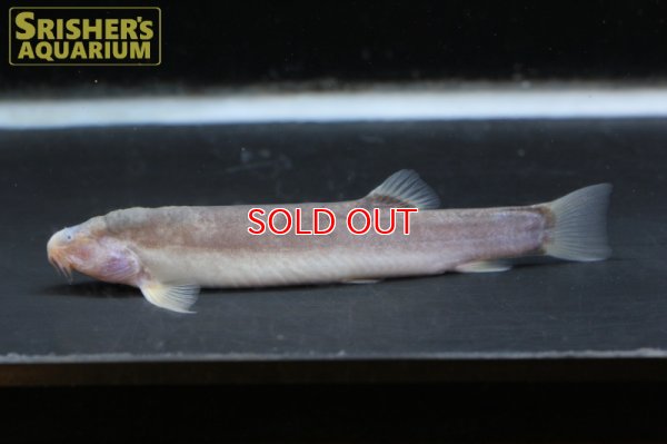 画像3: ボルネオブラインドケーブローチ