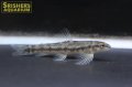 バタフライダータ　リオデジャネイロ