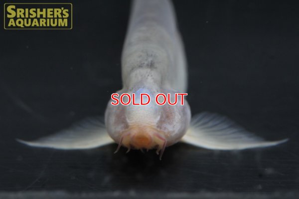 画像7: ボルネオブラインドケーブローチ