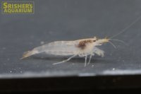 ヤマトヌマエビ 'サン オレンジ'