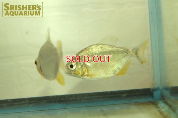 画像3: ピラニア　デンティキュラータ（リオネグロ）