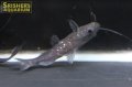 ビルマサカサナマズ