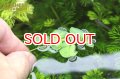 水草 フィランサス フルイタンス (国産)（浮草）