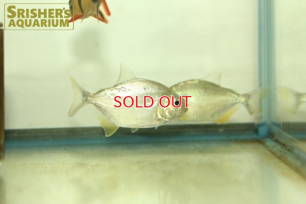 画像6: ピラニア　デンティキュラータ（リオネグロ）