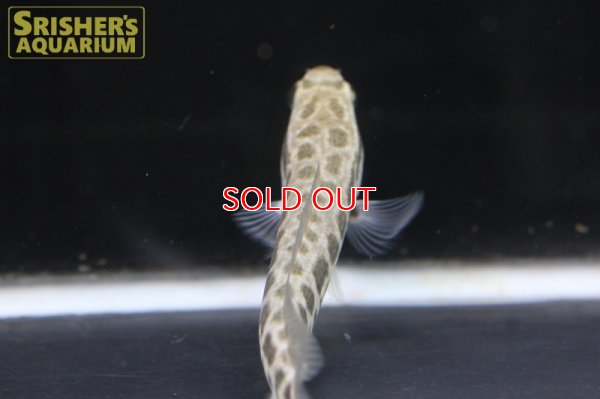 画像6: タイワンドジョウ（台湾ドジョウ）