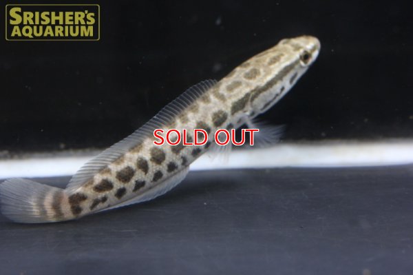 画像4: タイワンドジョウ（台湾ドジョウ）