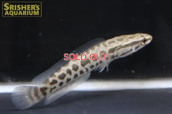 画像5: タイワンドジョウ（台湾ドジョウ）