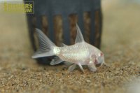 コリドラス　アルビノロングフィンパレアタス