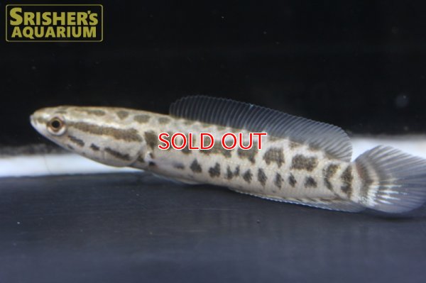 画像3: タイワンドジョウ（台湾ドジョウ）