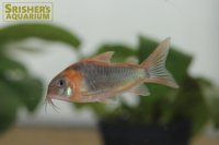 コリドラス　スーパーエクエス WILD