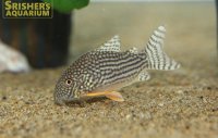 コリドラス ステルバイ WILD
