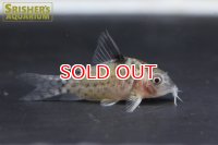 コリドラス　プルスIV