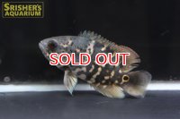 オスカー　アラグアイア  WILD (Astronotus crassipinnis)