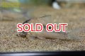 コリドラス　アマパエンシス WILD