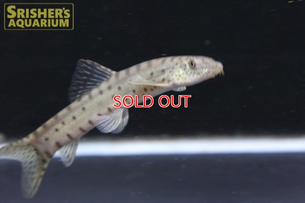 画像4: パラボティア　キアンシエンシス