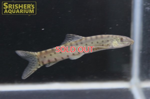 画像5: パラボティア　キアンシエンシス