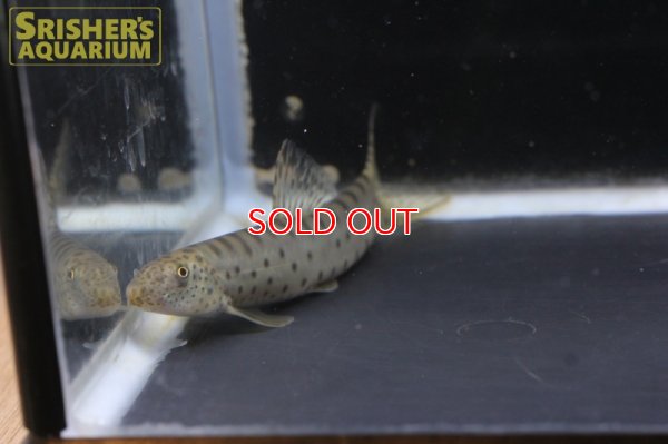 画像3: パラボティア　キアンシエンシス