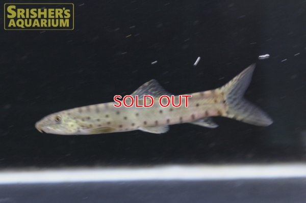 画像6: パラボティア　キアンシエンシス