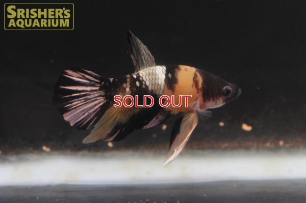 画像6: ベタ　ハーフムーンプラガット　オス 