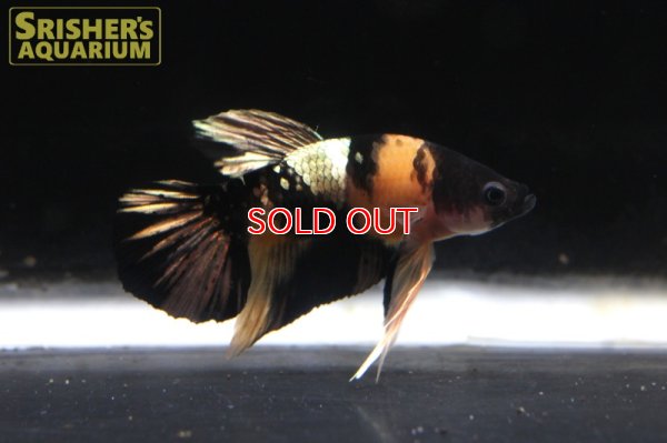 画像9: ベタ　ハーフムーンプラガット　オス 