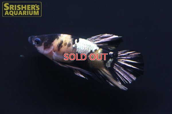 画像10: ベタ　ハーフムーンプラガット　オス 