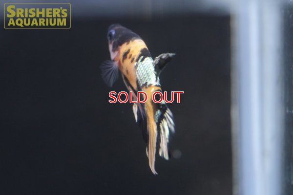 画像4: ベタ　ハーフムーンプラガット　オス 