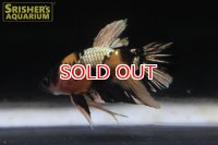 ベタ　ハーフムーンプラガット　オス 
