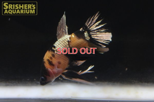 画像3: ベタ　ハーフムーンプラガット　オス 